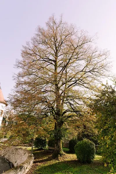 Iva & Luka - castle Ozalj