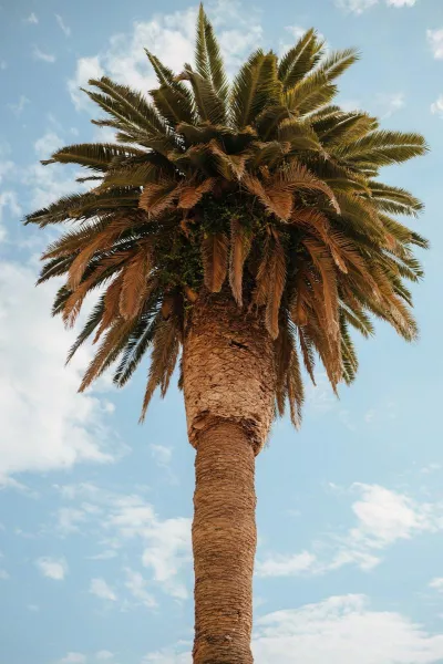 Summer Hues at Villa Dalmacija
